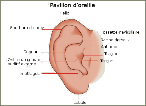 pavillon oreille tragus trgion